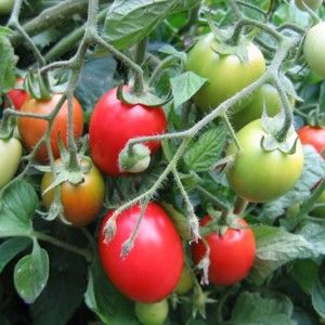 Amish Paste Tomato Lycopersicon lycopersicum